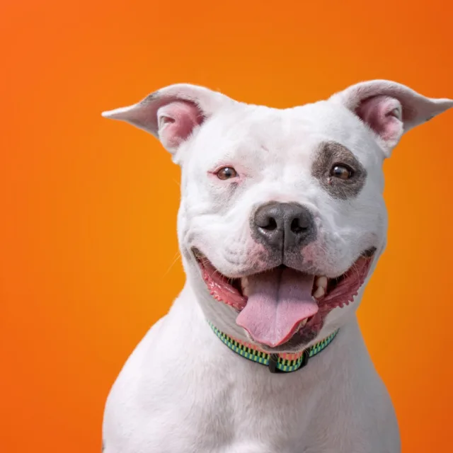 It's National Rescue Dog Day! These amazing companions overcome adversity and bring joy, comfort, and loyalty to their forever families. 

Consider adopting, fostering, or supporting your local shelter to give a deserving dog a second chance at life. 
#NationalRescueDogDay #AdoptDontShop #RescueDogsRock #Pets #Dogs