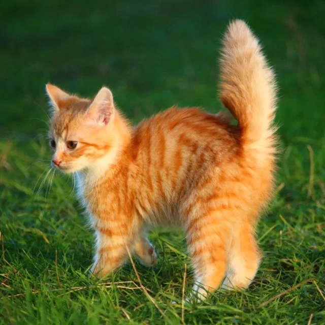Give a kitten a second chance this National Kitten Day. Adopt, don’t shop.